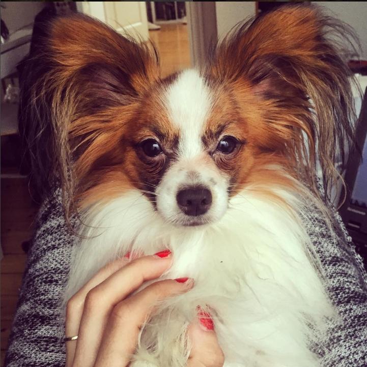 Papillon Askepot's Nemo "Louie" billede 34