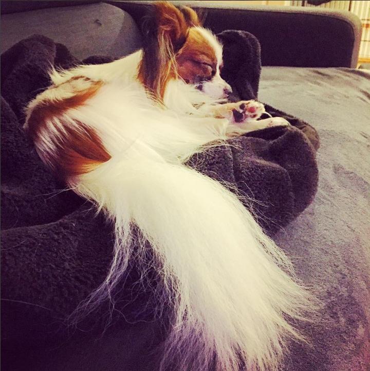 Papillon Askepot's Nemo "Louie" billede 36