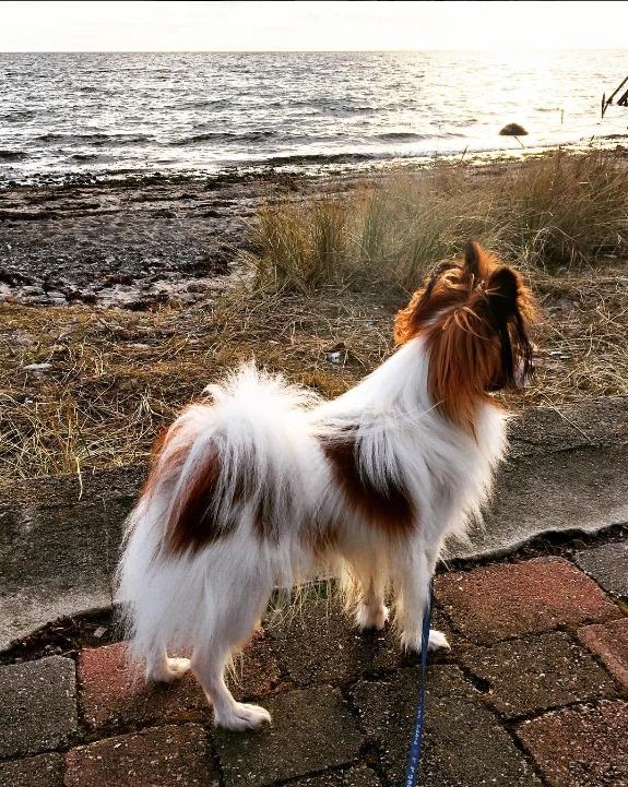 Papillon Askepot's Nemo "Louie" billede 35