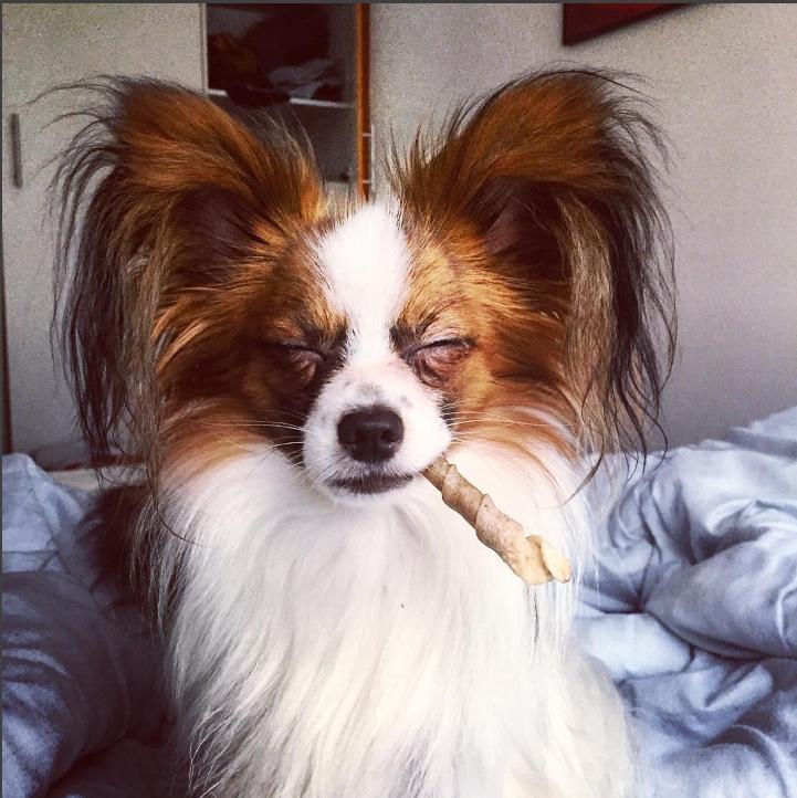 Papillon Askepot's Nemo "Louie" billede 38