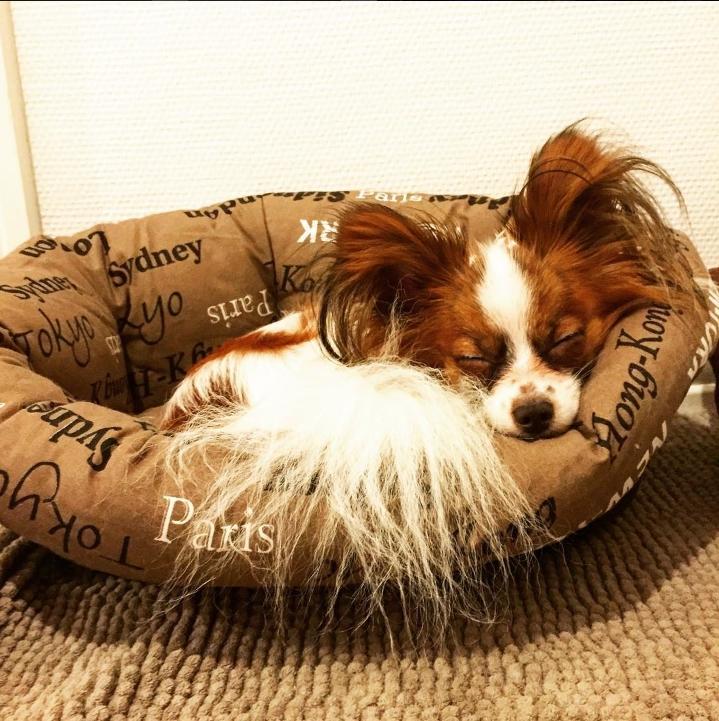 Papillon Askepot's Nemo "Louie" billede 37