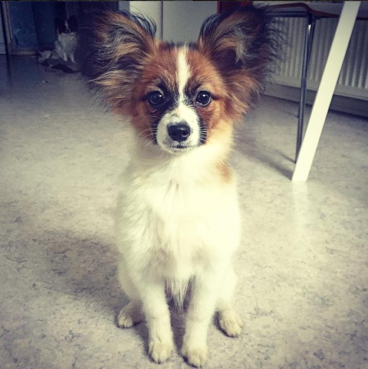 Papillon Nellie billede 24