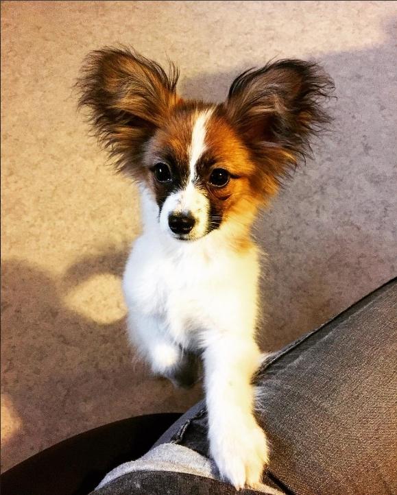 Papillon Nellie billede 25