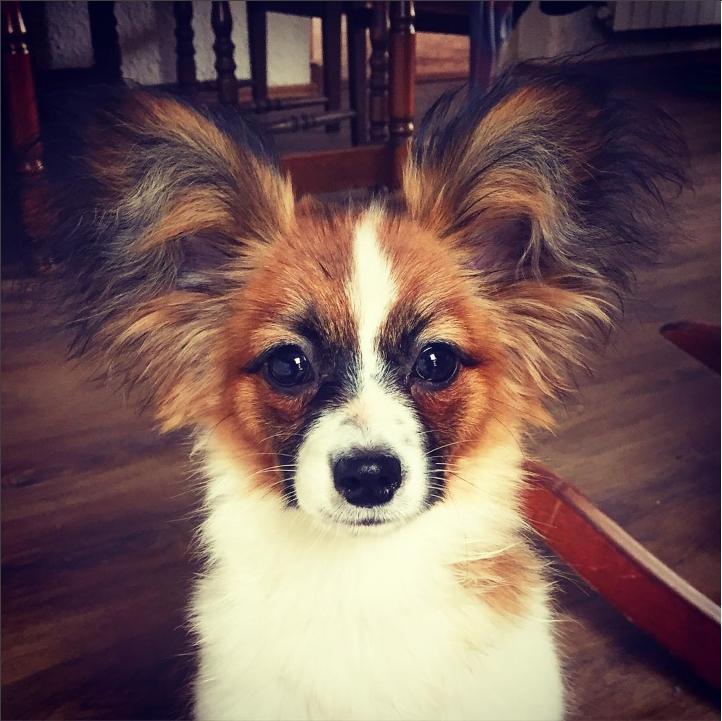 Papillon Nellie billede 23