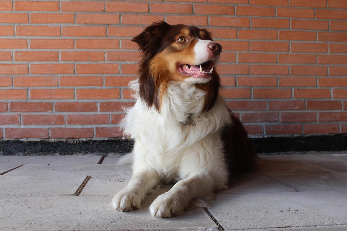 Border collie Max [himmelhund] billede 11