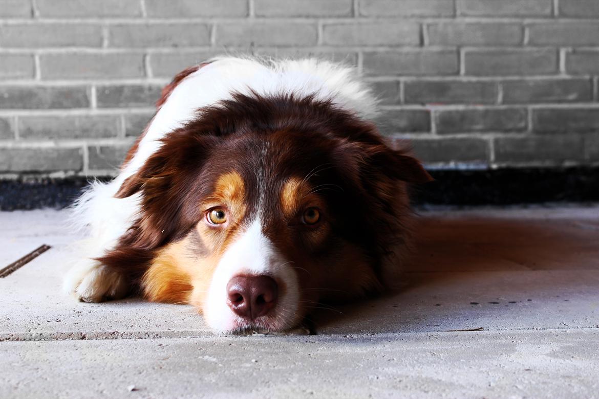 Border collie Max [himmelhund] billede 7