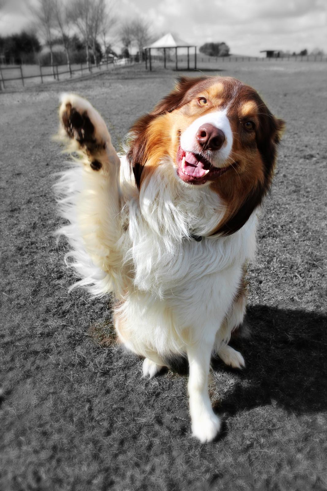 Border collie Max [himmelhund] billede 6