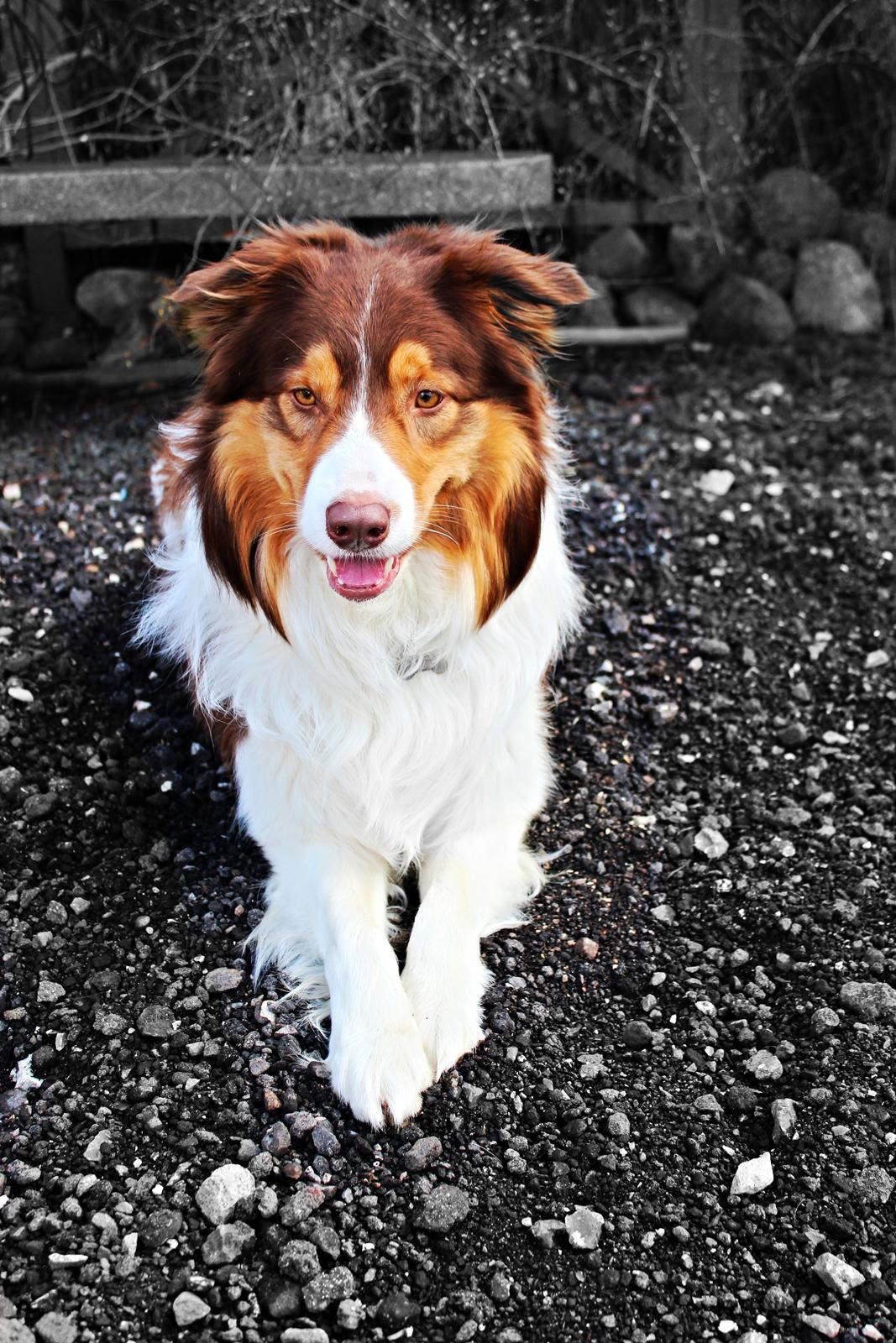 Border collie Max [himmelhund] billede 5