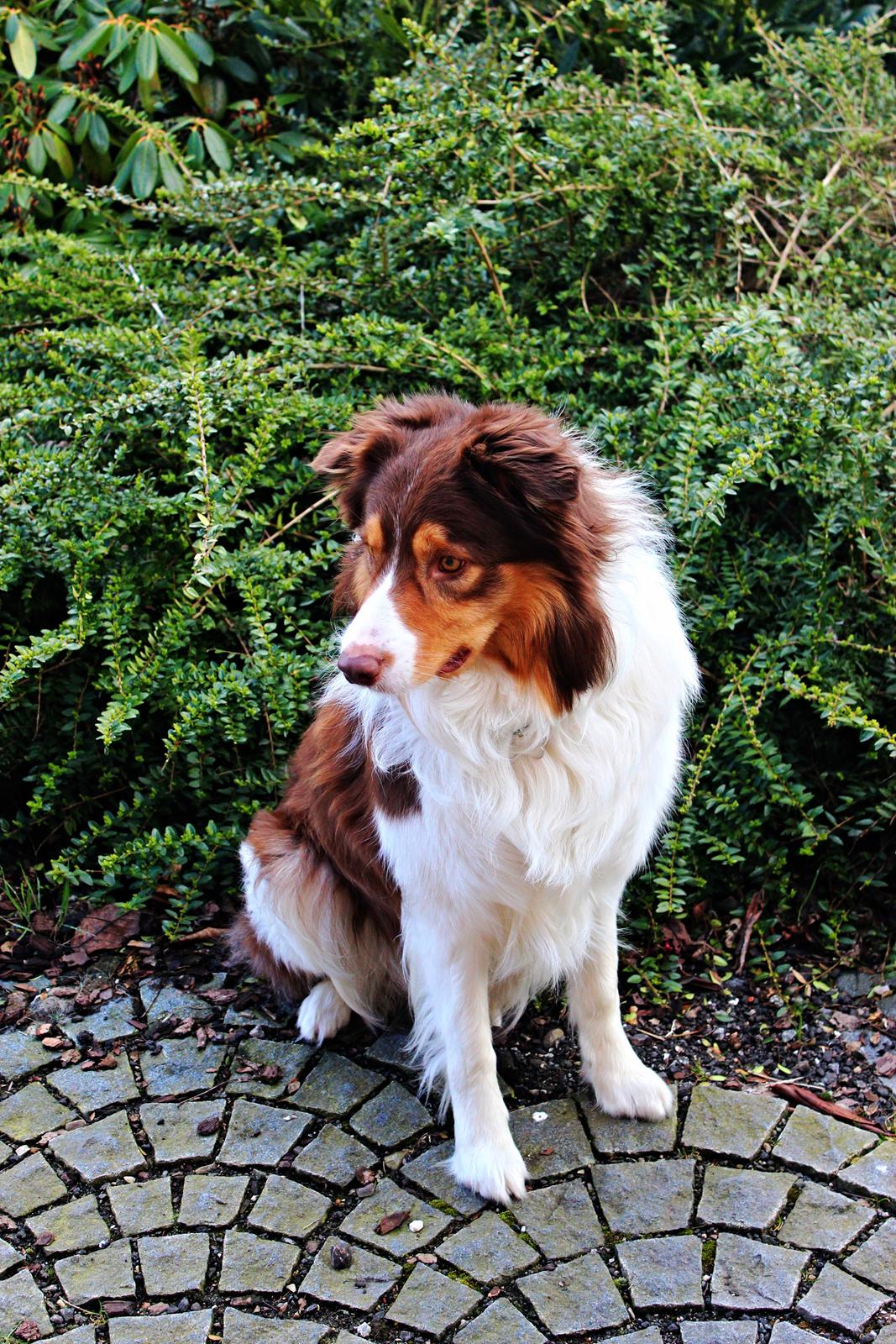 Border collie Max [himmelhund] billede 8