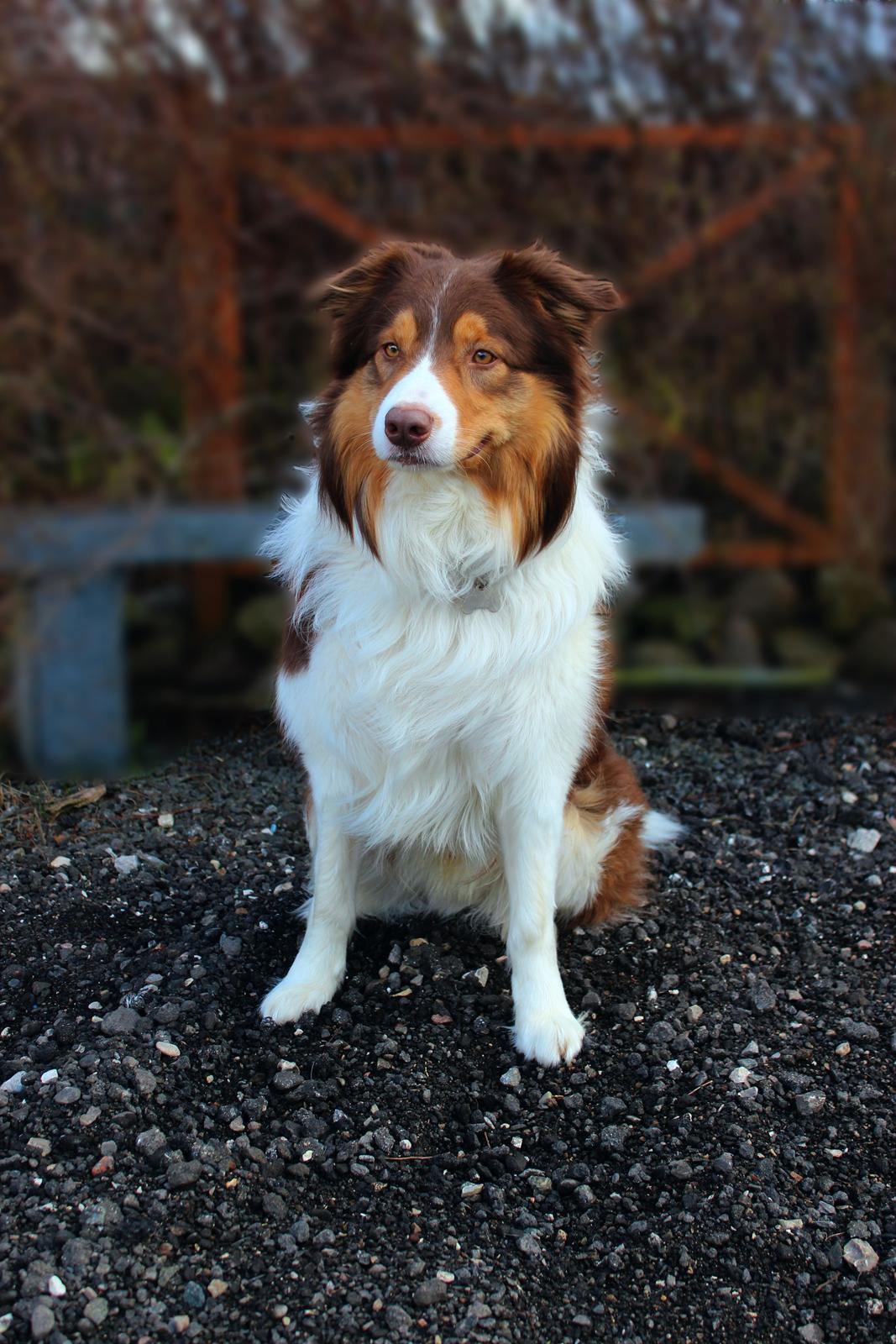 Border collie Max [himmelhund] billede 9