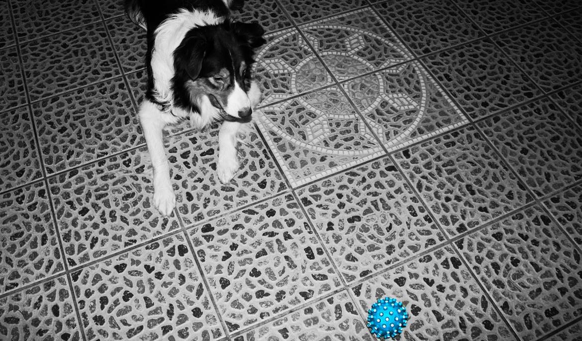 Border collie Max [himmelhund] billede 12