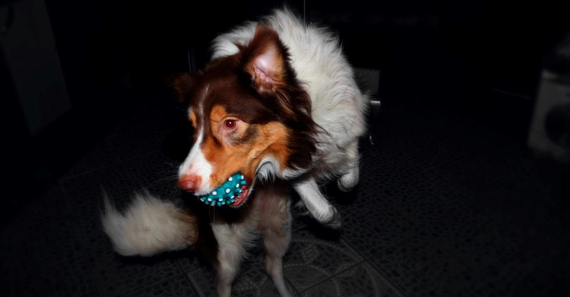 Border collie Max [himmelhund] billede 10