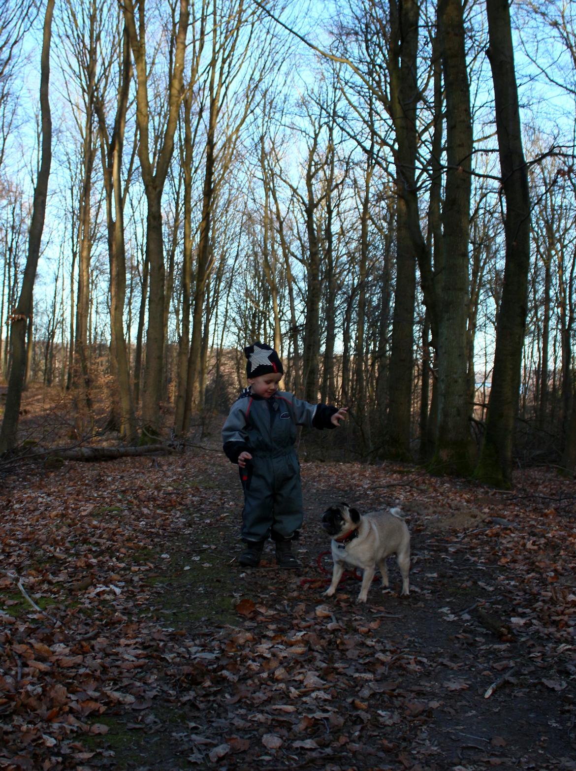 Mops Zoe - Rullepølsen billede 24