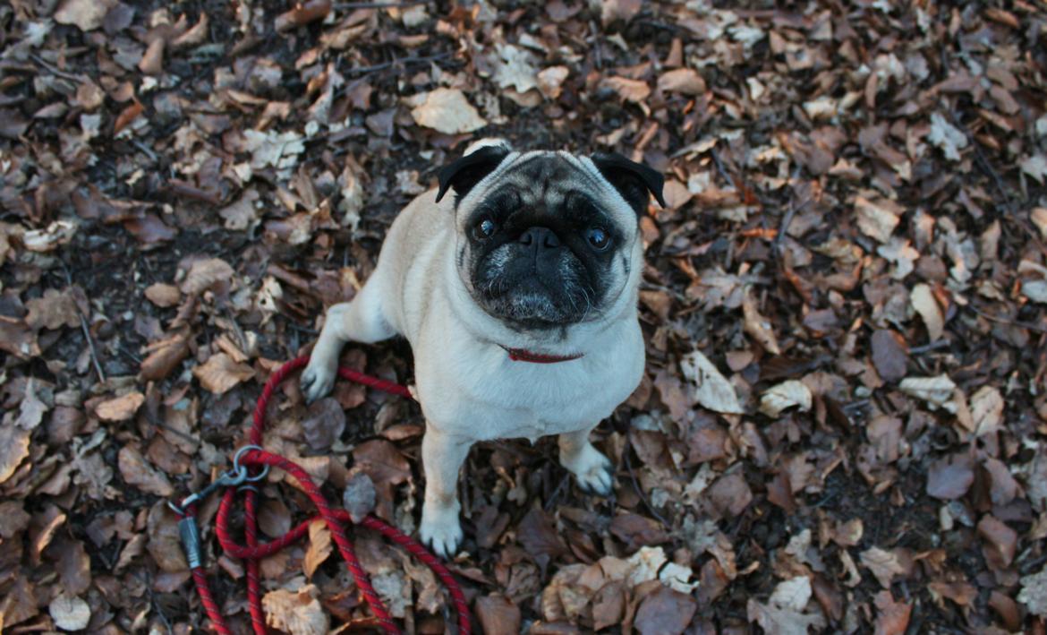 Mops Zoe - Rullepølsen billede 25