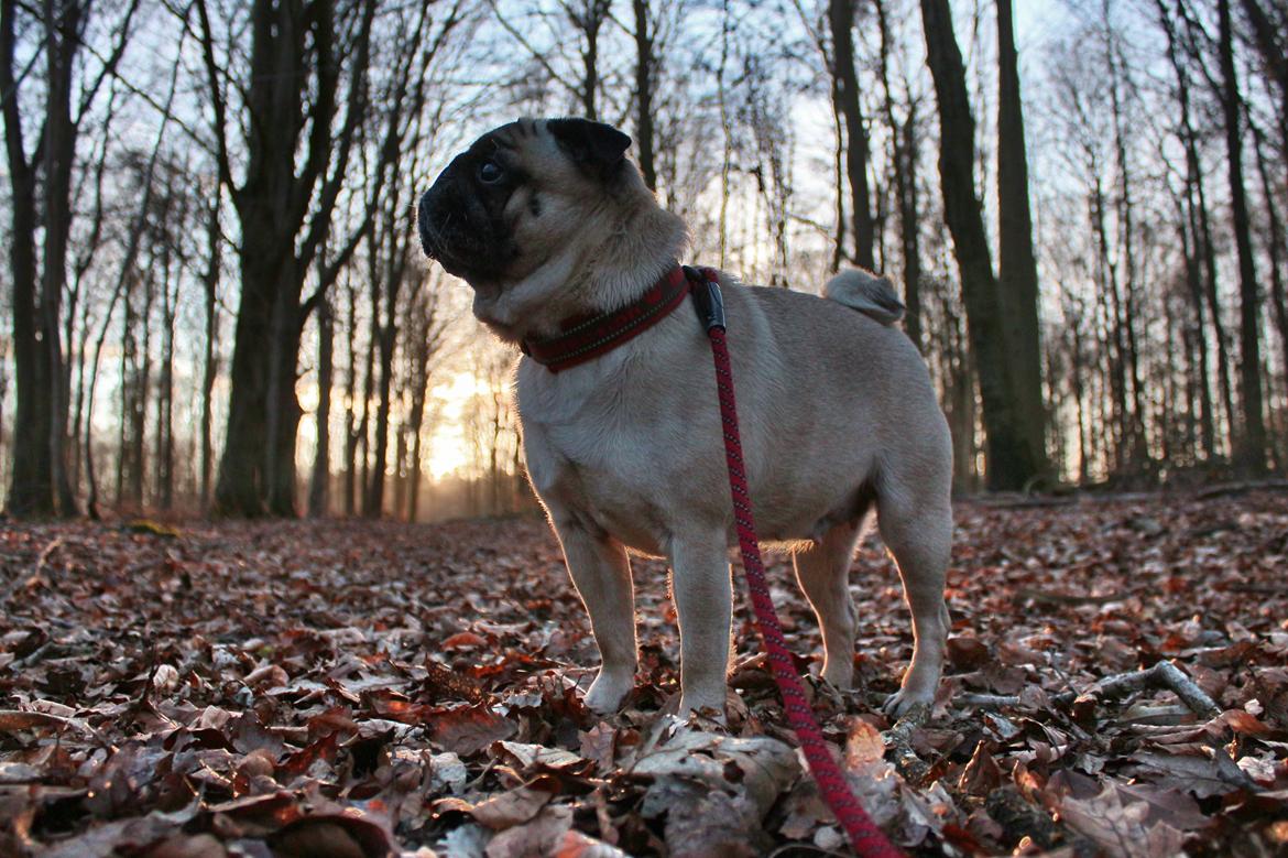 Mops Zoe - Rullepølsen billede 1