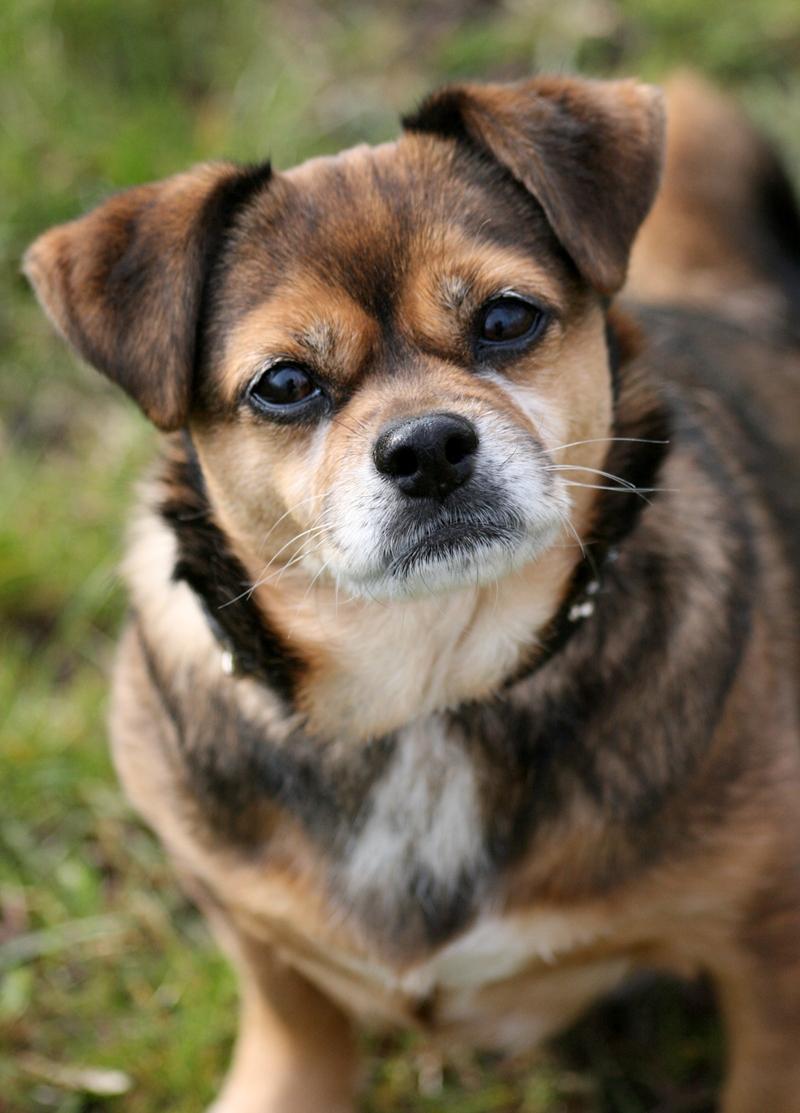 Blanding af racer Lilly - Lilly på hendes 12 års fødselsdag billede 8