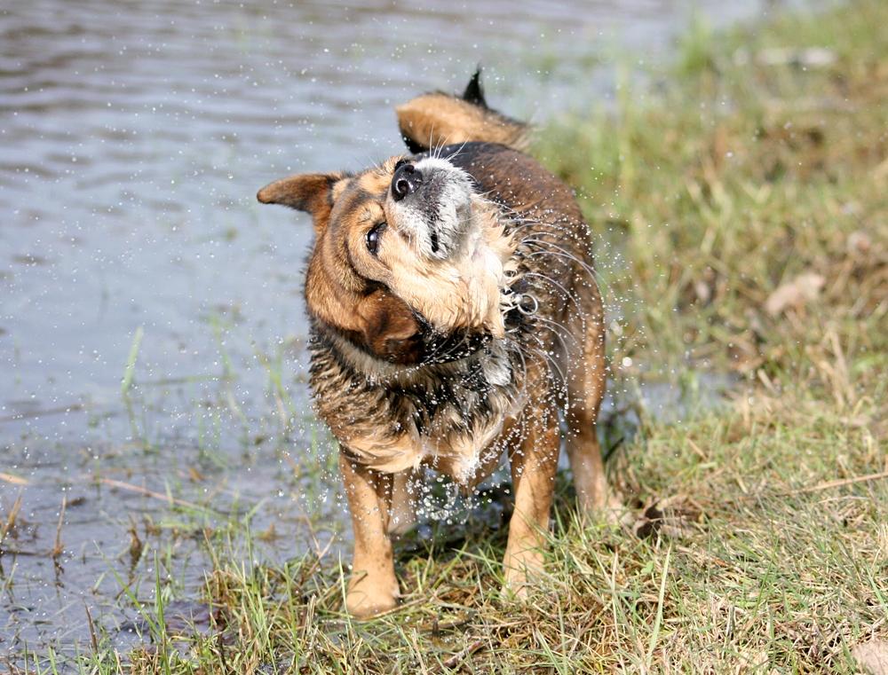 Blanding af racer Lilly - Lilly på hendes 12 års fødselsdag billede 15