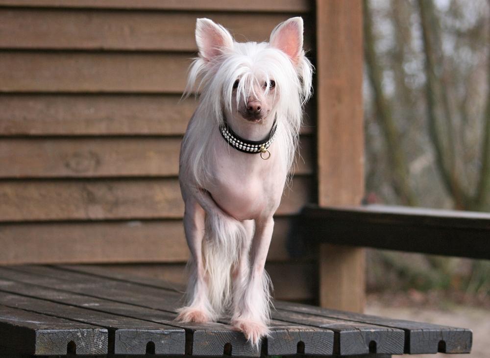 Chinese crested hårløs Silas billede 5