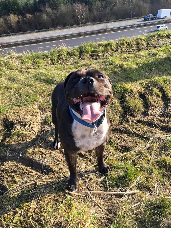 Staffordshire bull terrier Kay billede 2