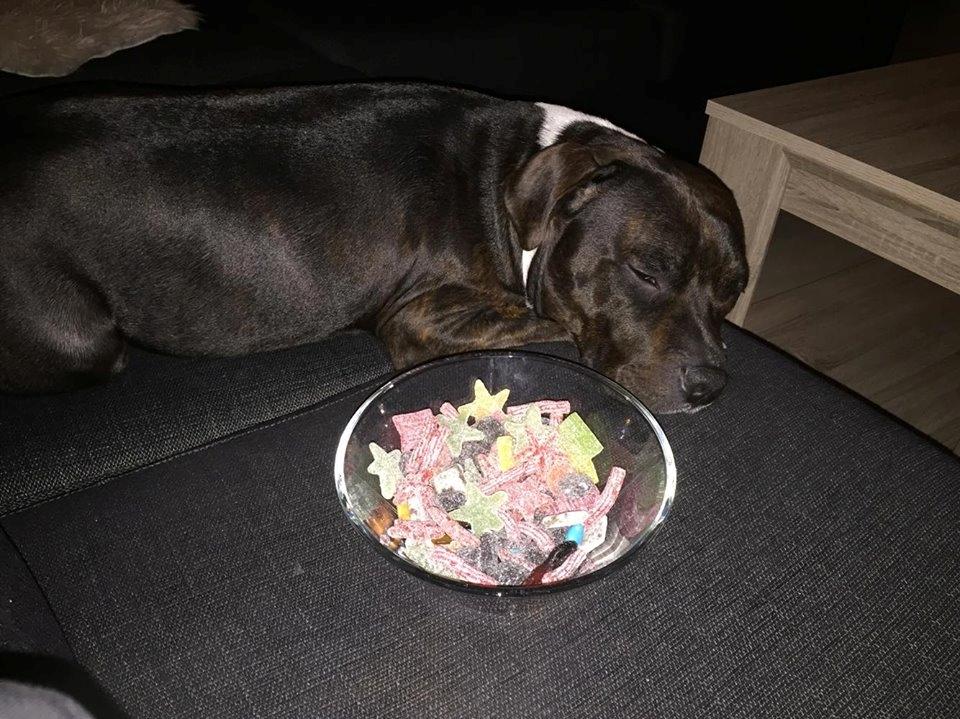 Staffordshire bull terrier Kay billede 3