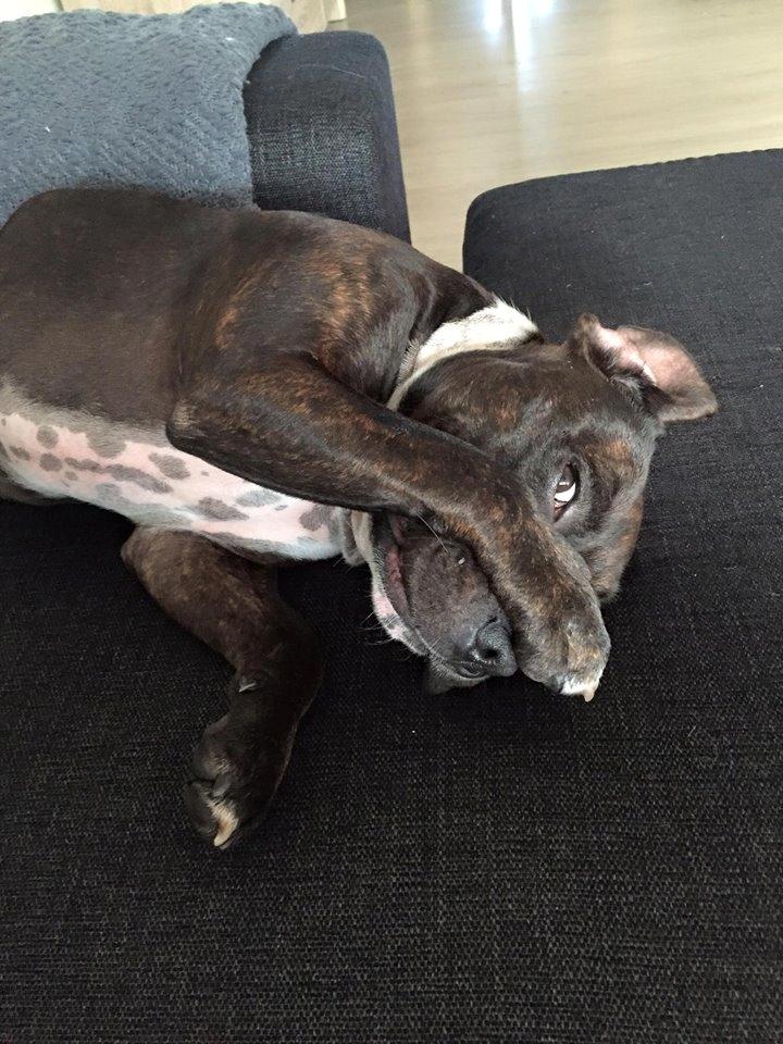 Staffordshire bull terrier Kay billede 4