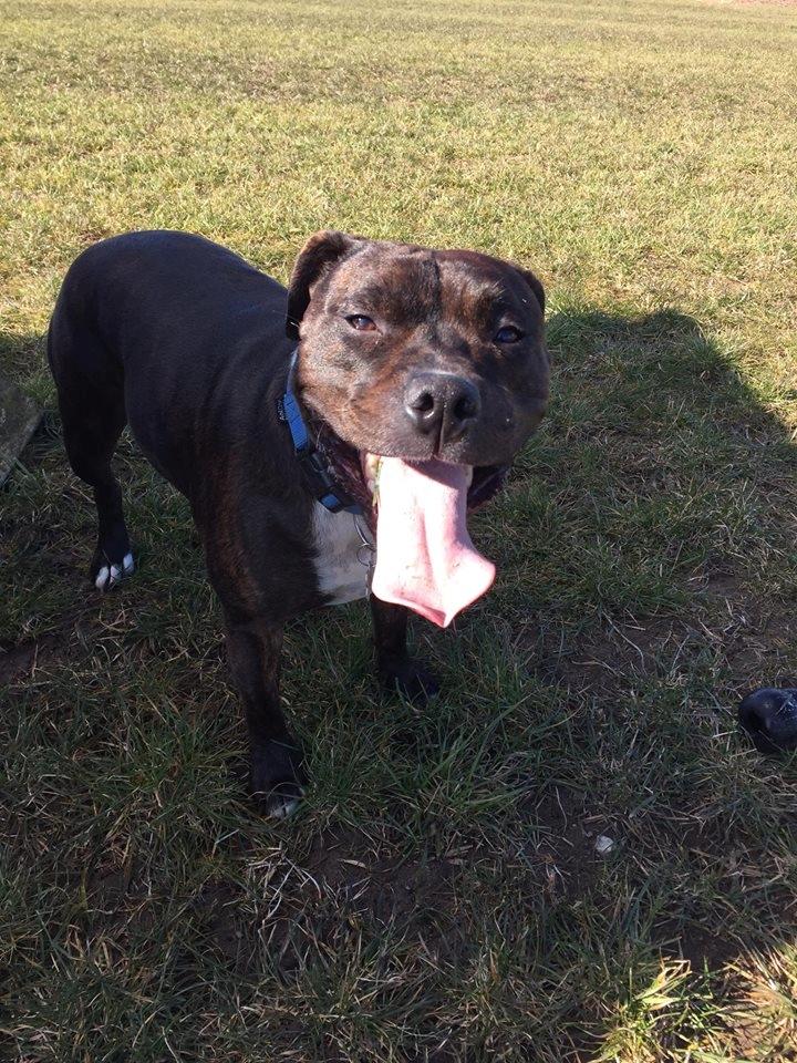 Staffordshire bull terrier Kay billede 5