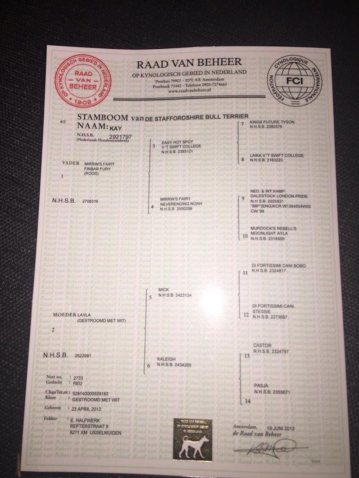 Staffordshire bull terrier Kay billede 6