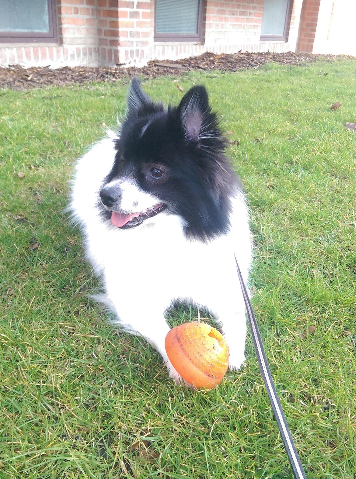 Volpino italiano Fotti  billede 1