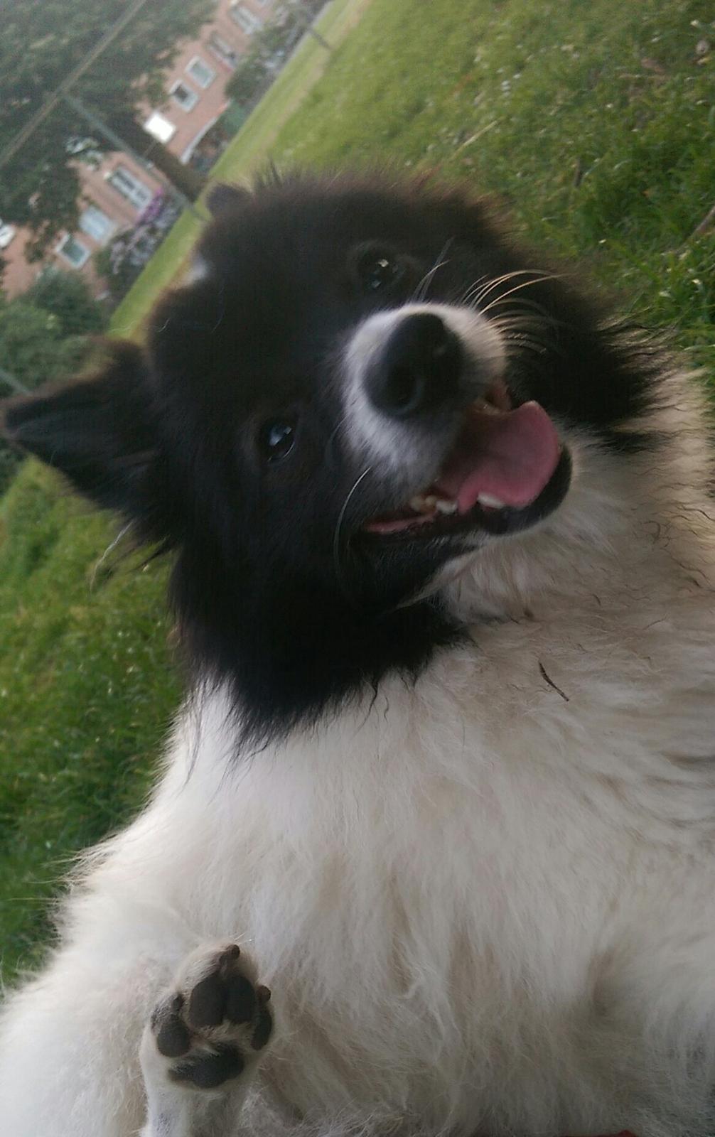 Volpino italiano Fotti  billede 2