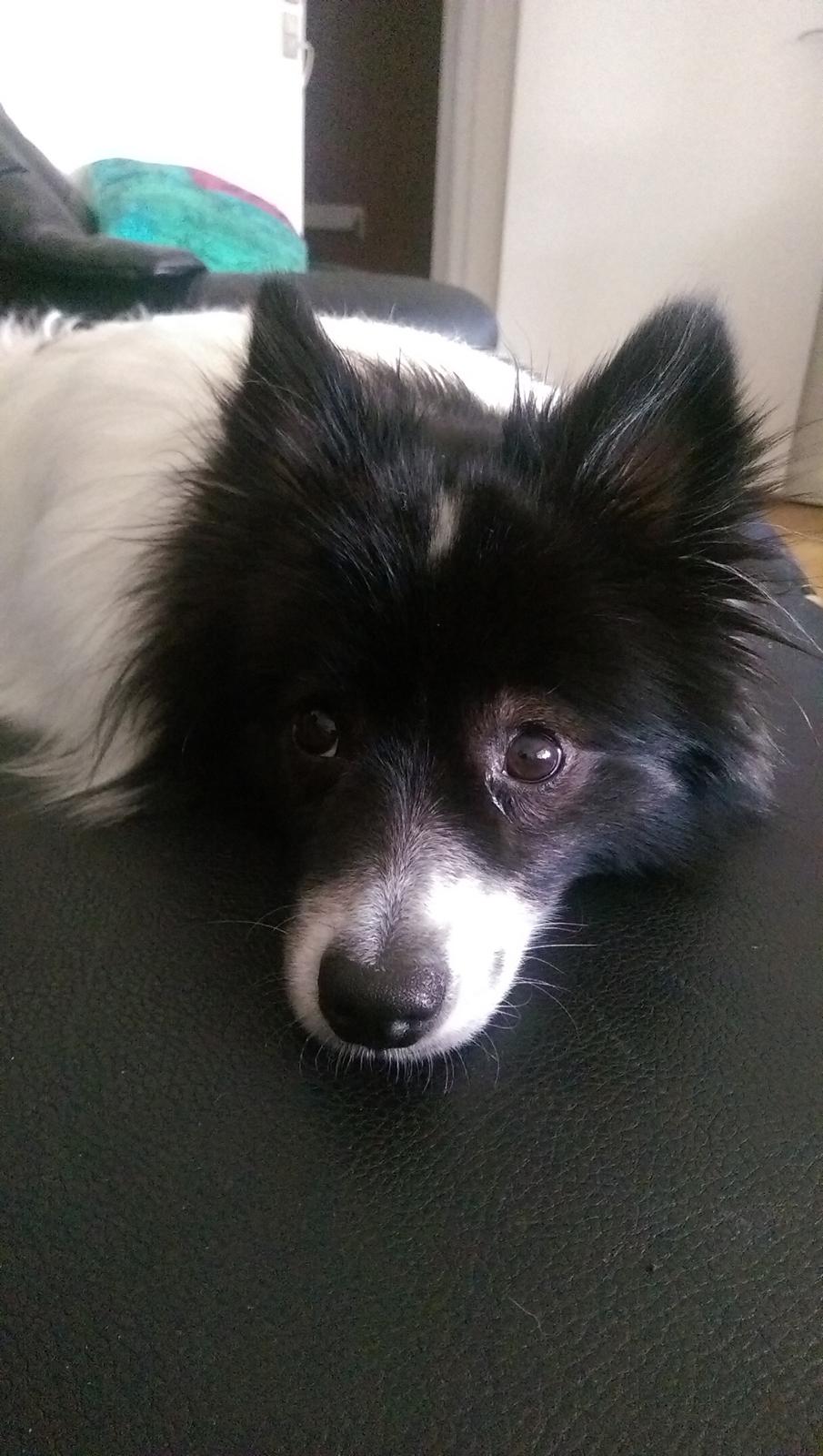 Volpino italiano Fotti  billede 3