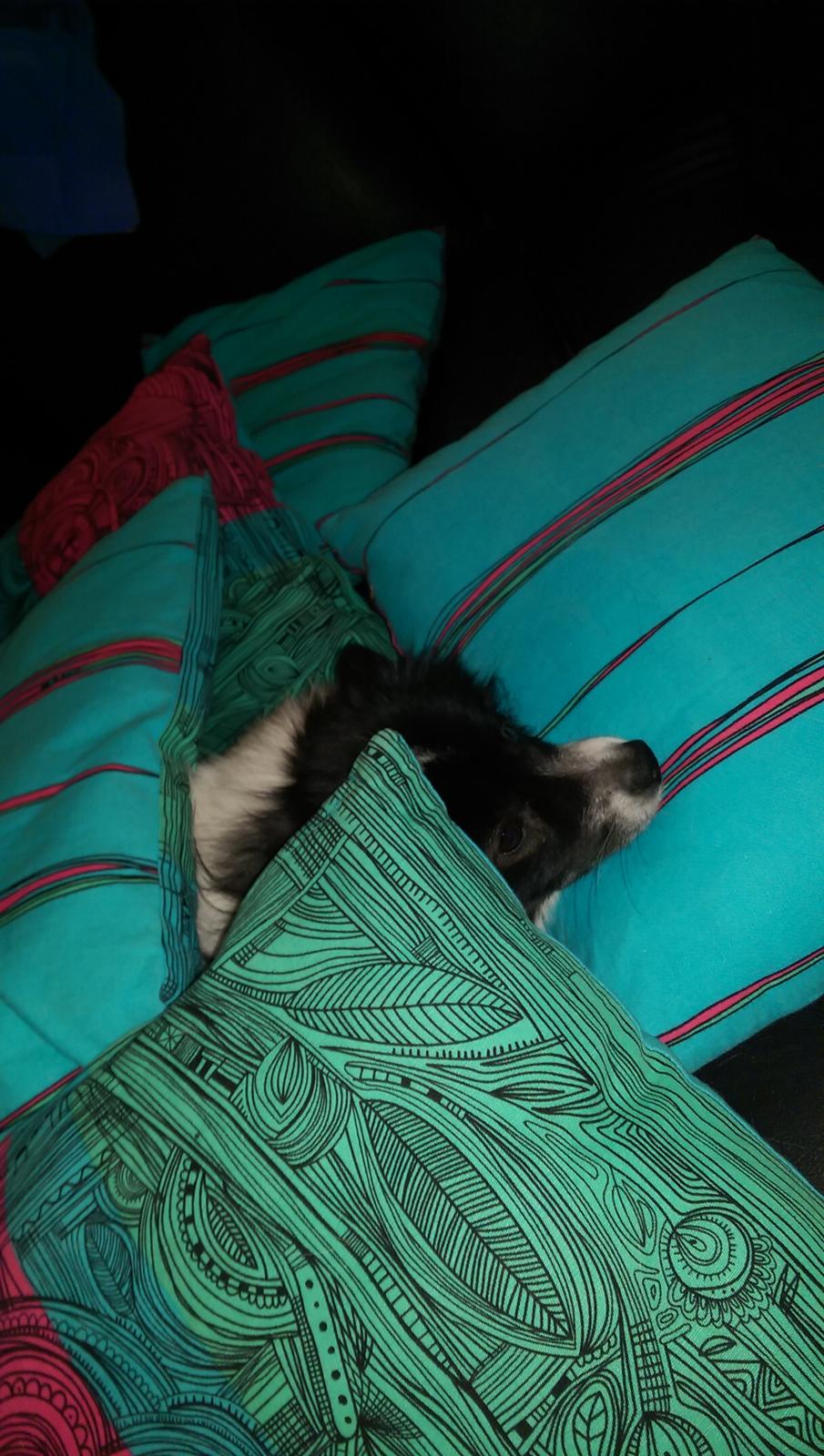 Volpino italiano Fotti  billede 4