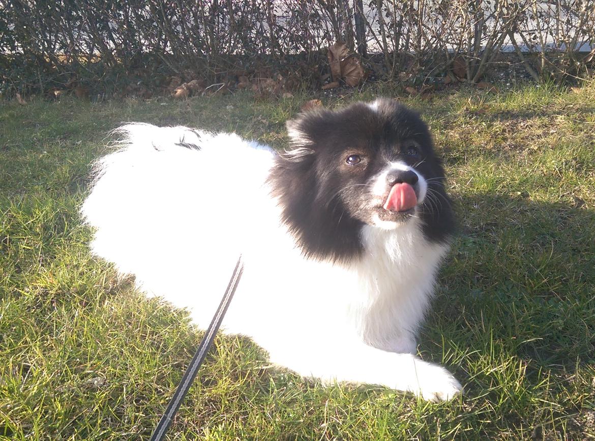 Volpino italiano Fotti  billede 5