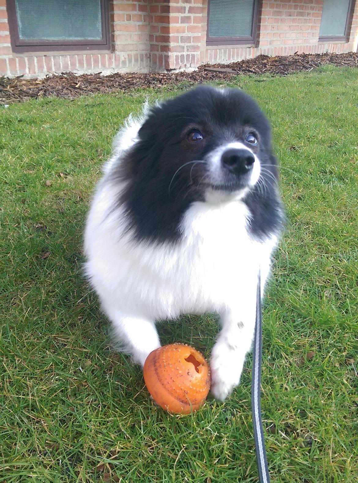 Volpino italiano Fotti  billede 6