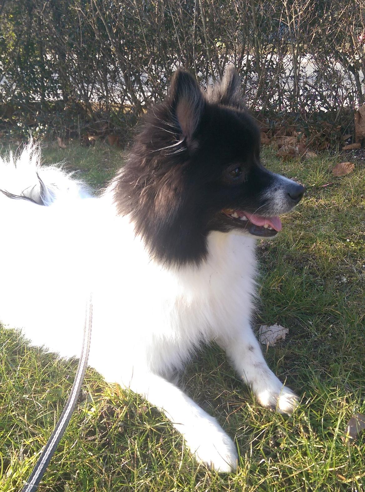 Volpino italiano Fotti  billede 7