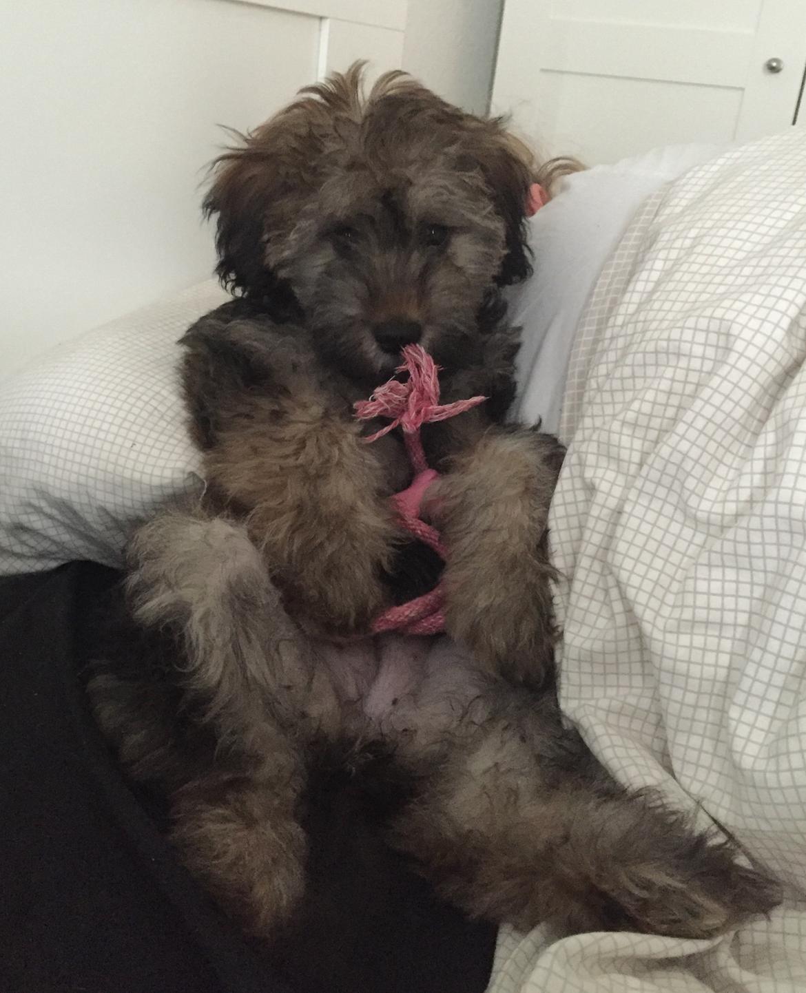 Blanding af racer Nelly  billede 1