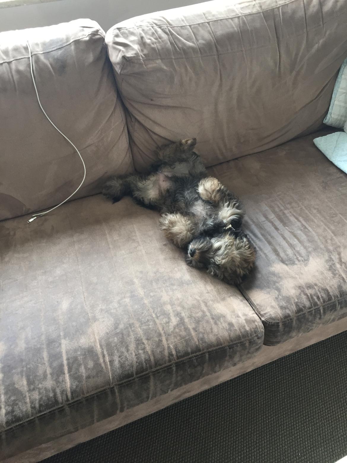 Blanding af racer Nelly  billede 2