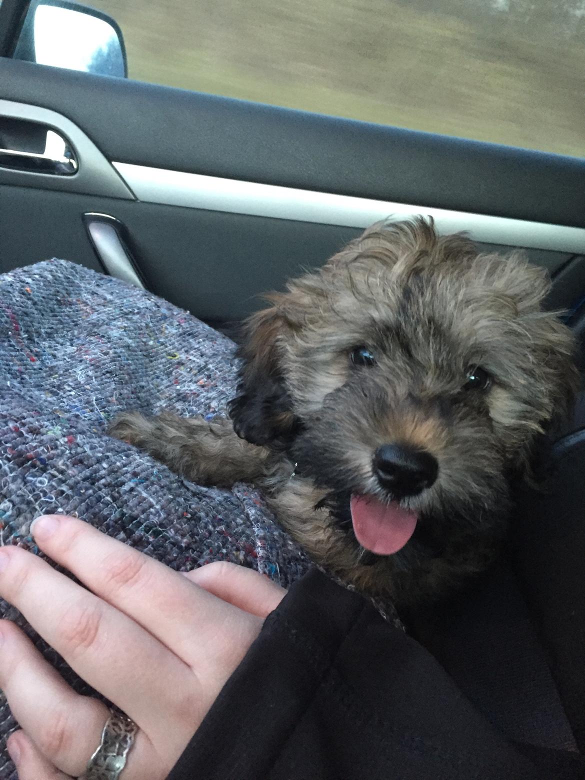 Blanding af racer Nelly  billede 3