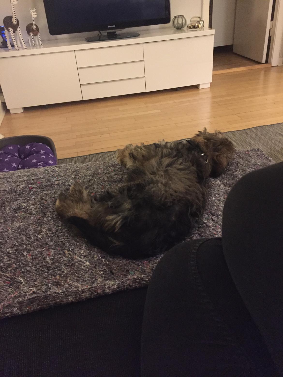 Blanding af racer Nelly  billede 4