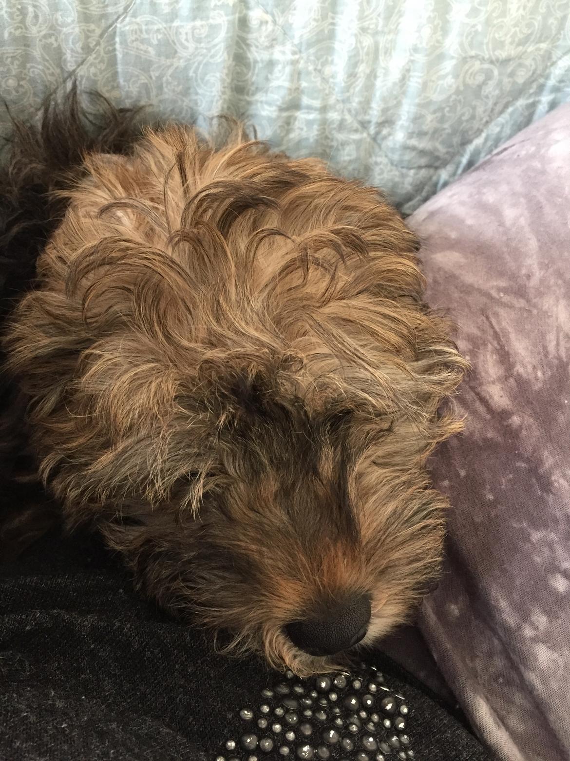 Blanding af racer Nelly  billede 5