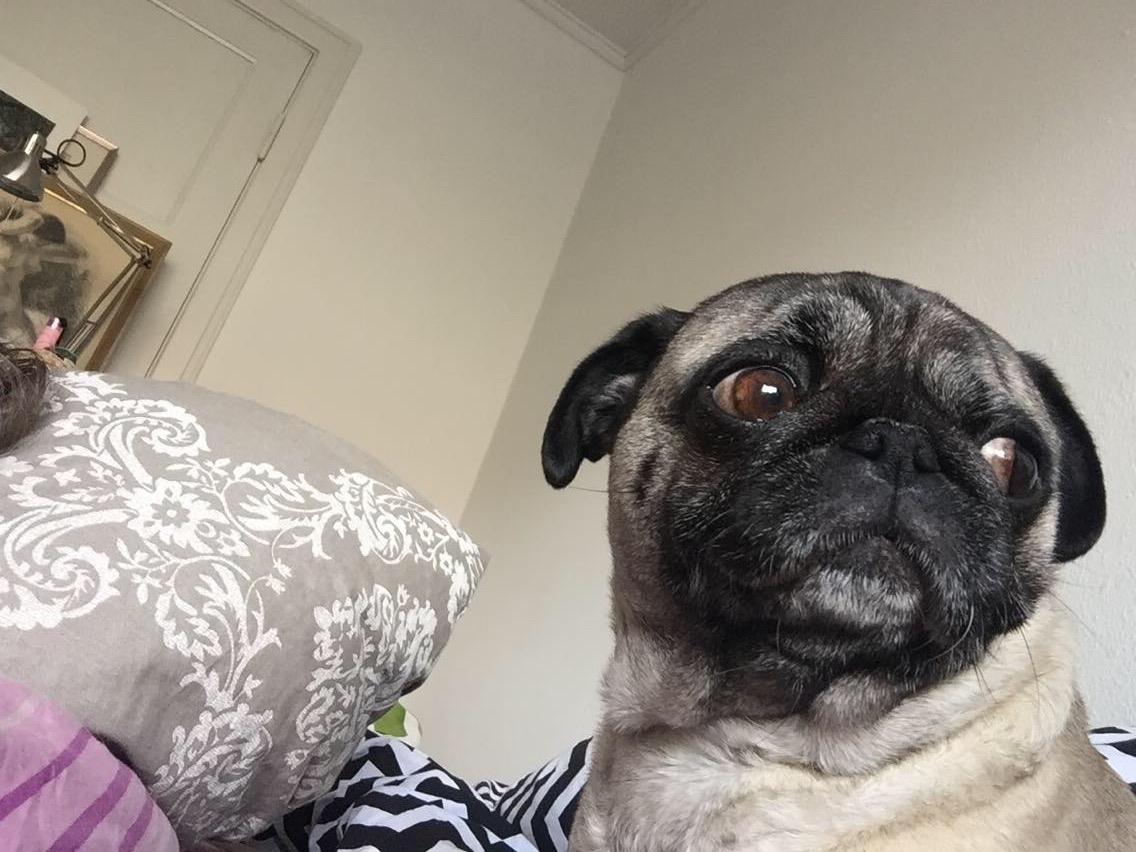 Mops Celina billede 6