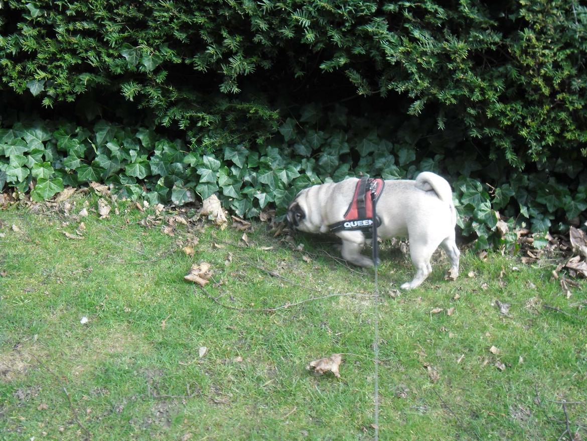 Mops Celina billede 8