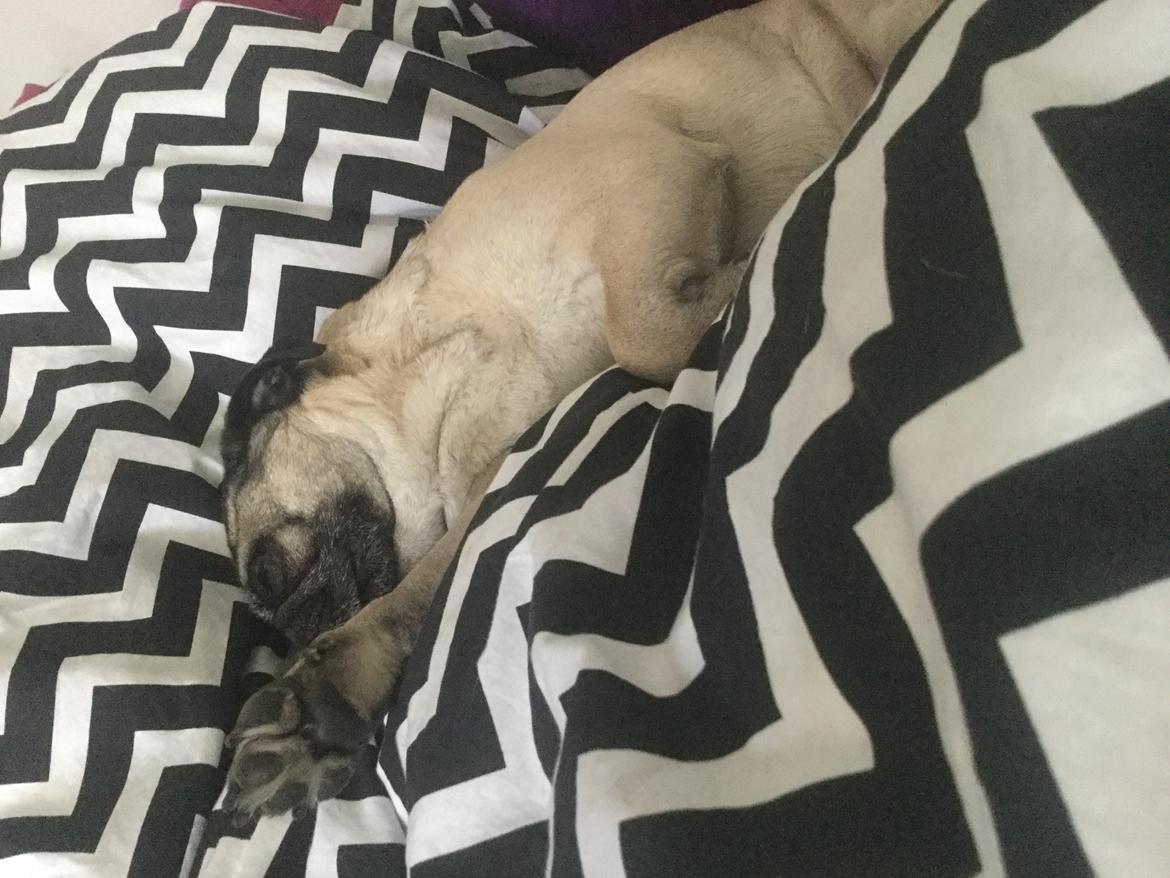 Mops Celina billede 9