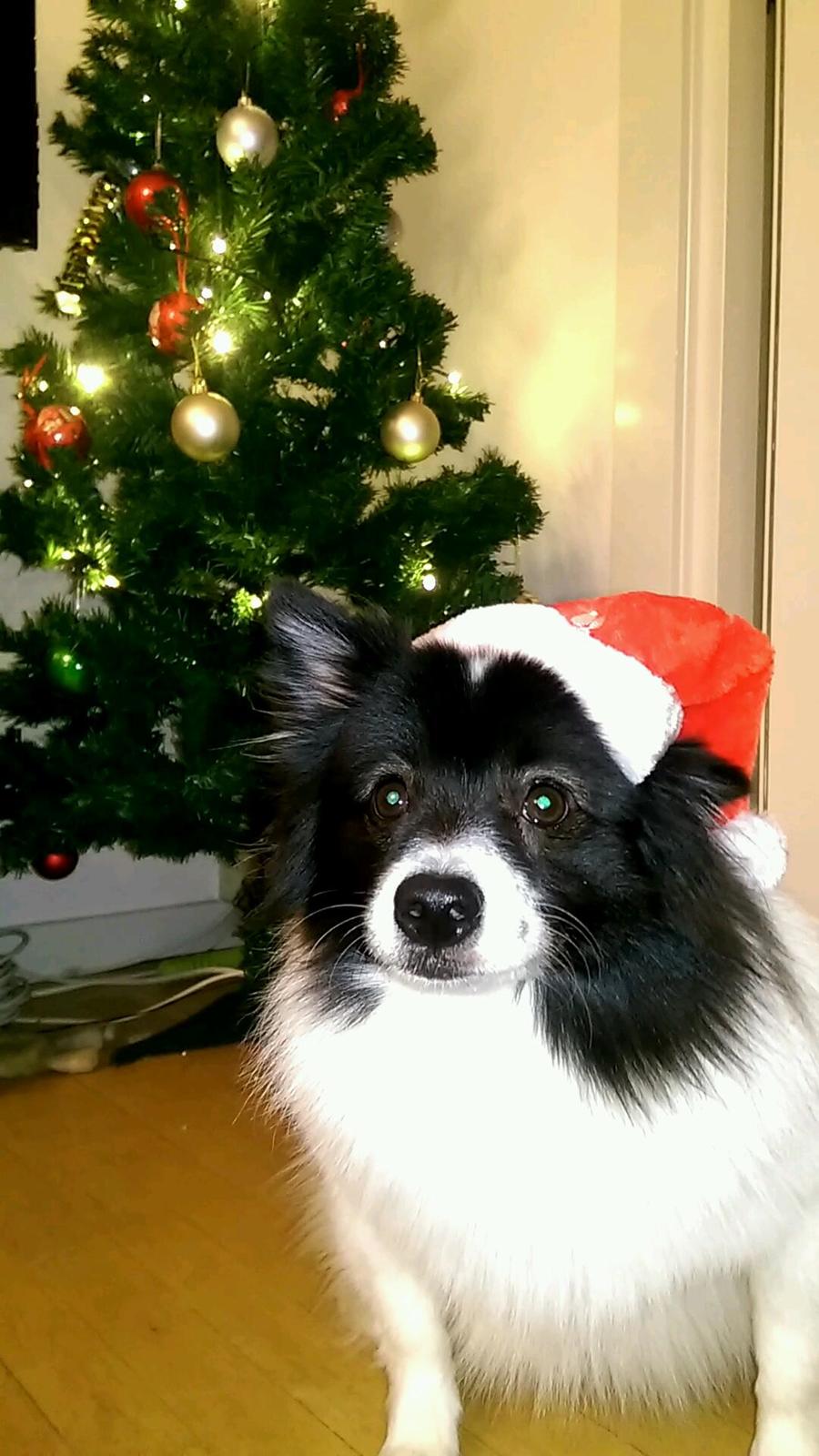 Volpino italiano Fotti  billede 8