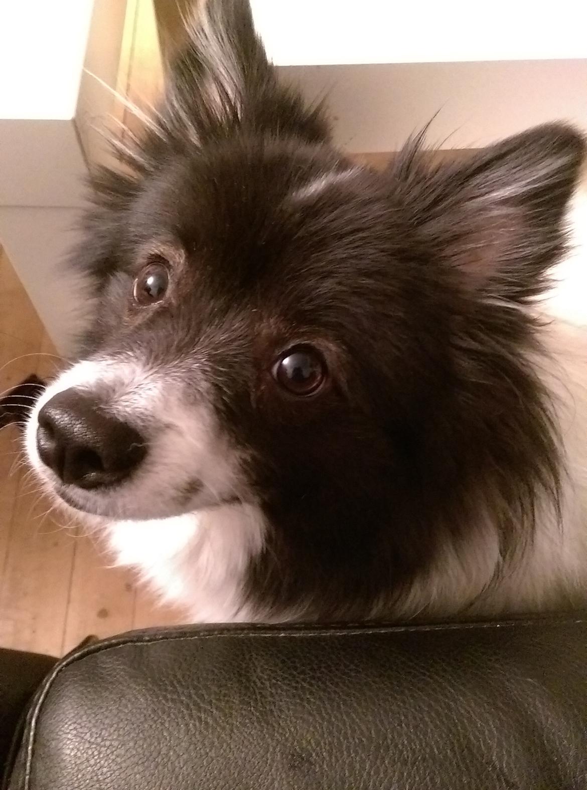 Volpino italiano Fotti  billede 9