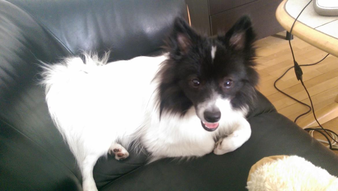 Volpino italiano Fotti  billede 10