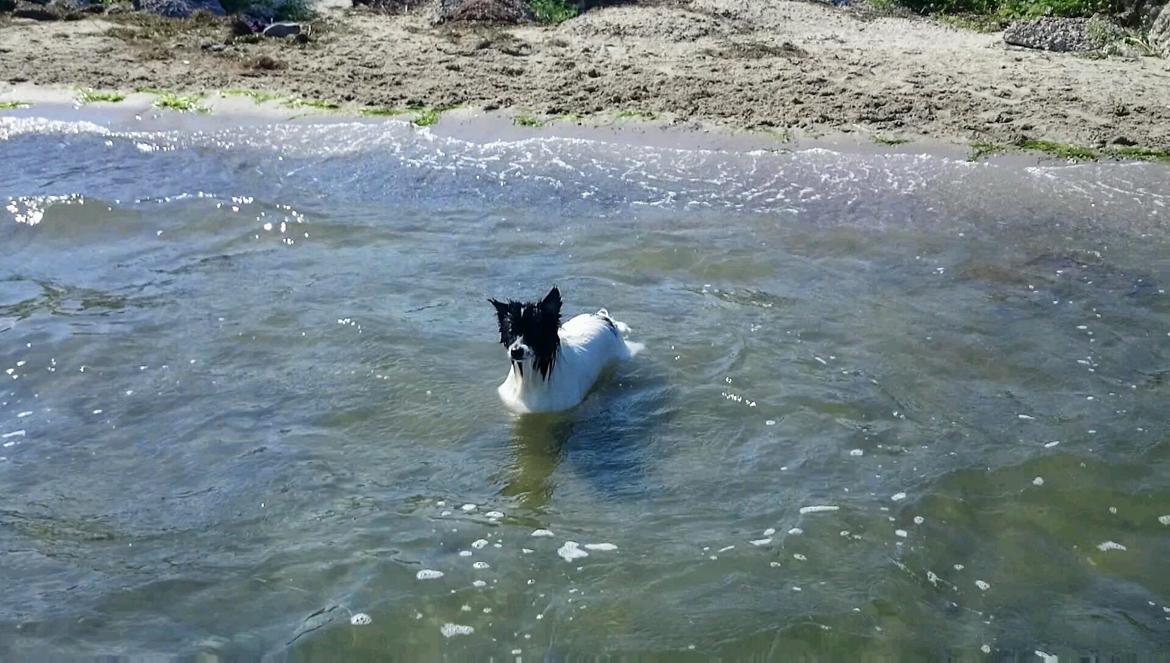 Volpino italiano Fotti  billede 11