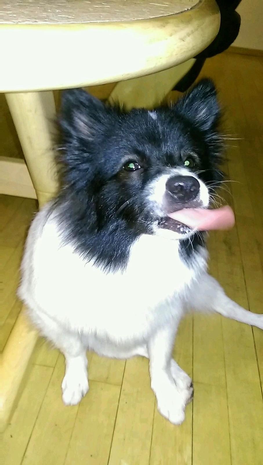 Volpino italiano Fotti  billede 12