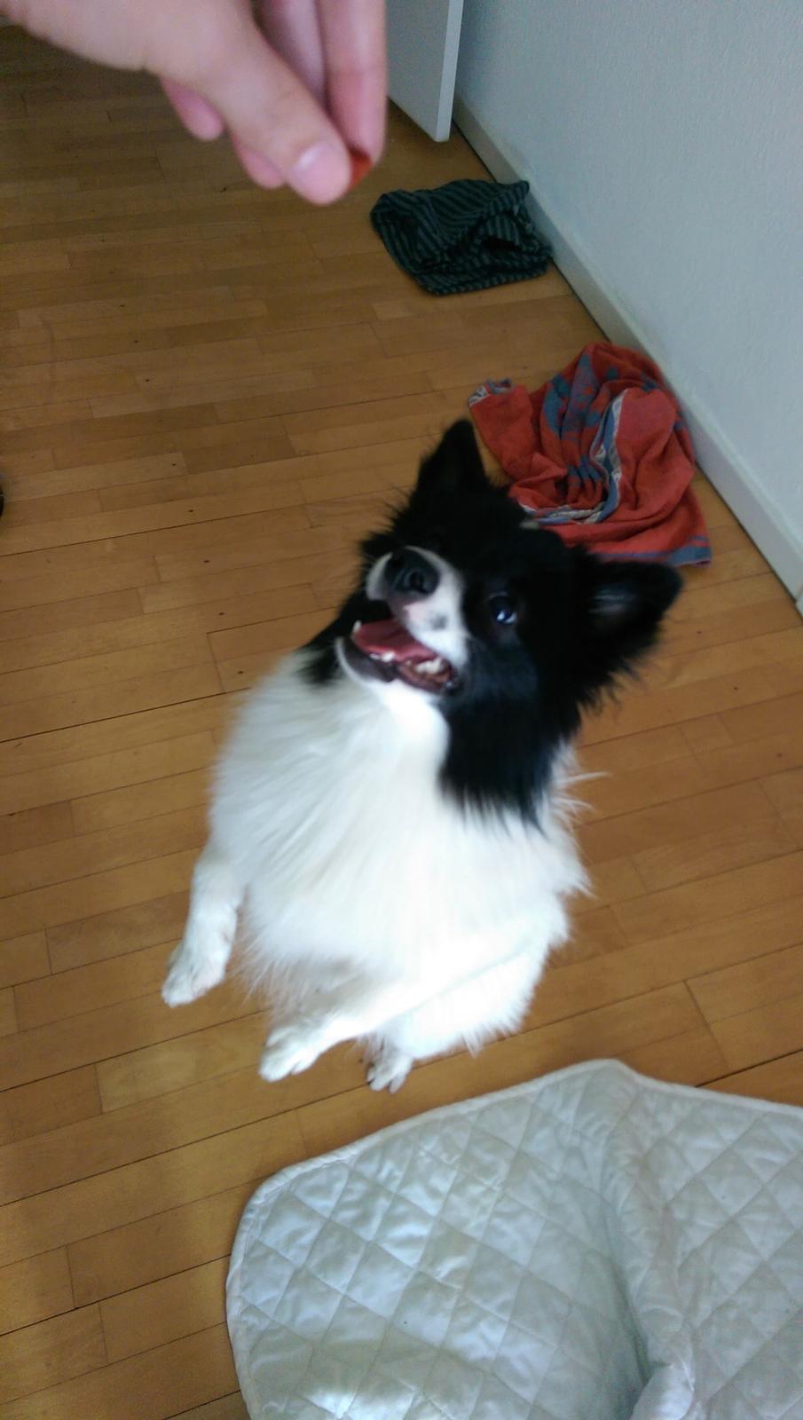 Volpino italiano Fotti  billede 13