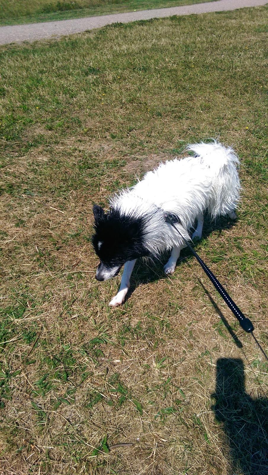 Volpino italiano Fotti  billede 14