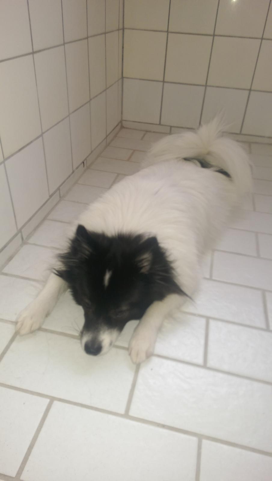 Volpino italiano Fotti  billede 15